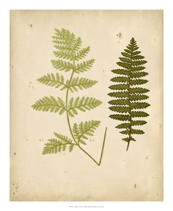 Framed Cottage Ferns III Print