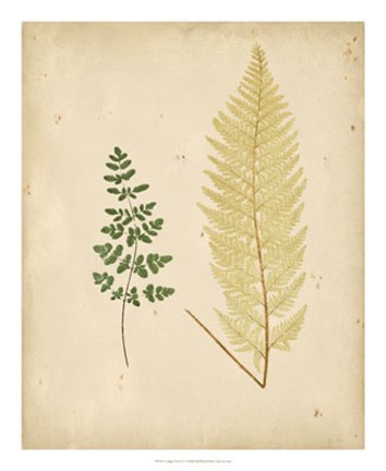 Framed Cottage Ferns IV Print