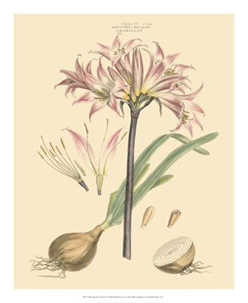 Framed Blushing Pink Florals II Print