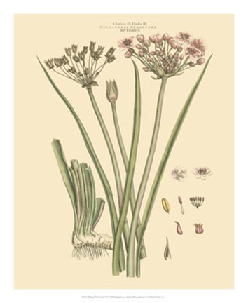 Framed Blushing Pink Florals VIII Print