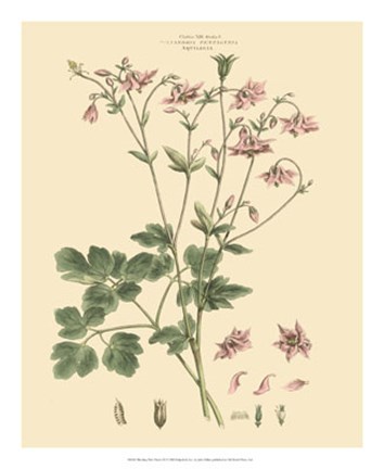 Framed Blushing Pink Florals IX Print