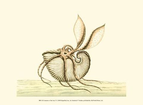 Framed Creatures of the Sea V Print