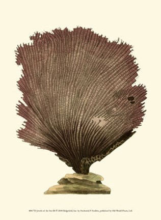 Framed Jewels of the Sea III Print