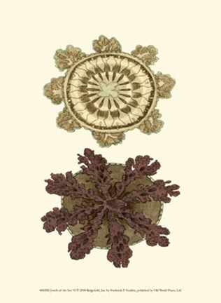 Framed Jewels of the Sea VI Print