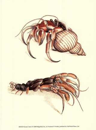 Framed Hermit Crabs I Print