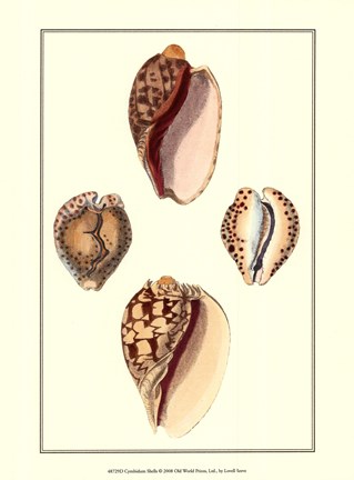 Framed Cymbidum Shells Print
