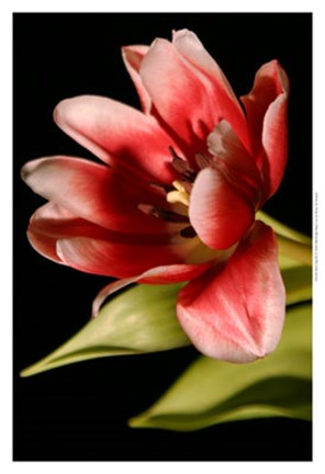 Framed Red Tulip III Print