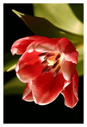 Framed Red Tulip IV Print