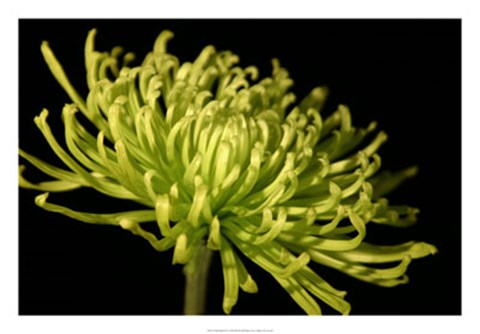 Framed Fuji Mum III Print