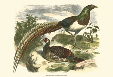 Framed Amherst Pheasant Print