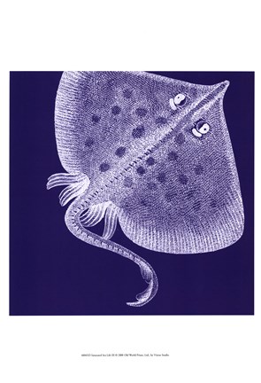 Framed Saturated Sealife III Print