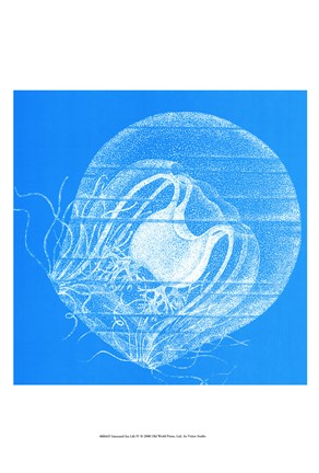 Framed Saturated Sealife IV Print