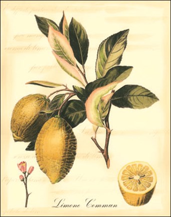 Framed Custom Tuscan Fruits II (AO) Print