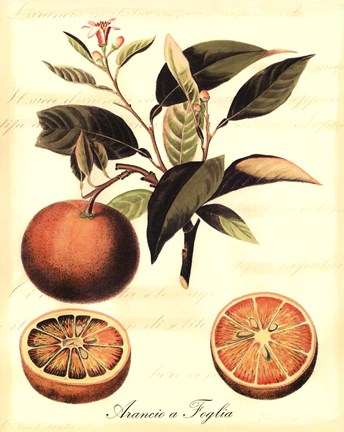 Framed Custom Tuscan Fruits III (AO) Print