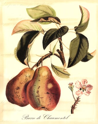 Framed Custom Tuscan Fruits IV (AO) Print