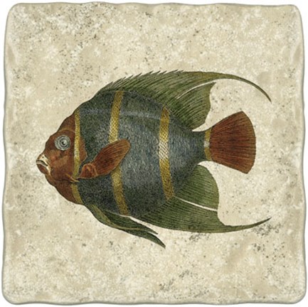 Framed Angel Fish I Print