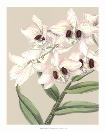 Framed Orchid Blooms II Print