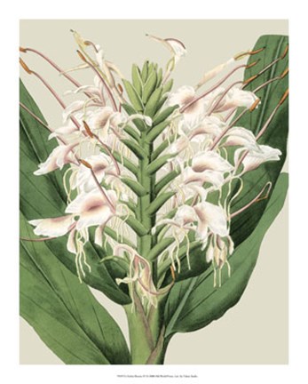 Framed Orchid Blooms IV Print