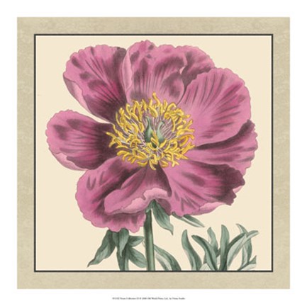 Framed Peony Collection III Print