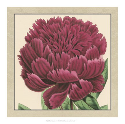Framed Peony Collection V Print