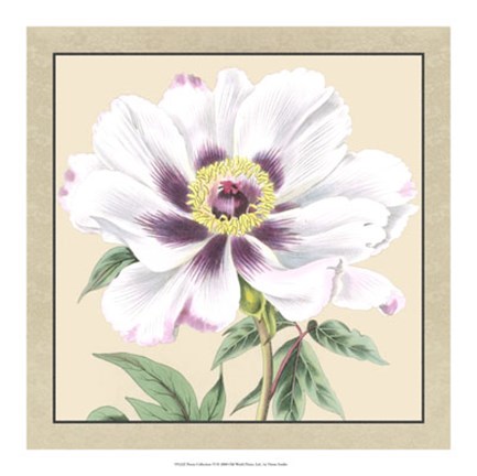 Framed Peony Collection VI Print
