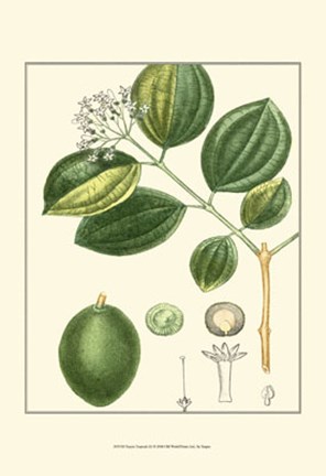 Framed Turpin Tropicals III Print