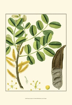 Framed Turpin Tropicals VI Print