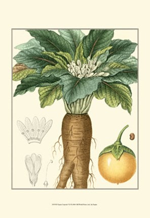 Framed Turpin Tropicals VII Print