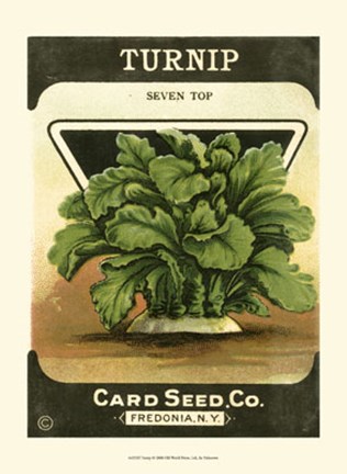 Framed Turnip Print
