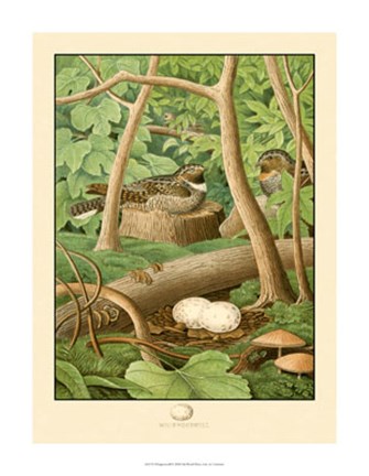Framed Whippoorwill Print