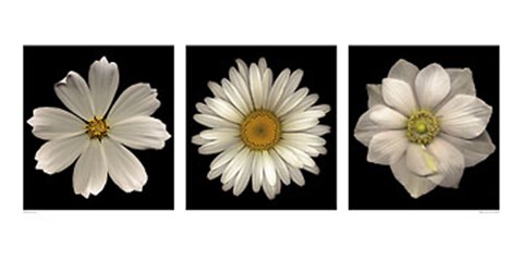 Framed White Summer Flowers Print