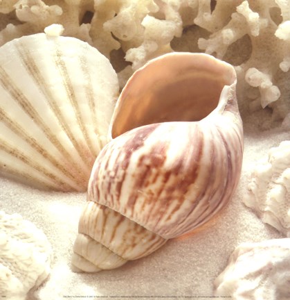 Framed Coral Shell II Print