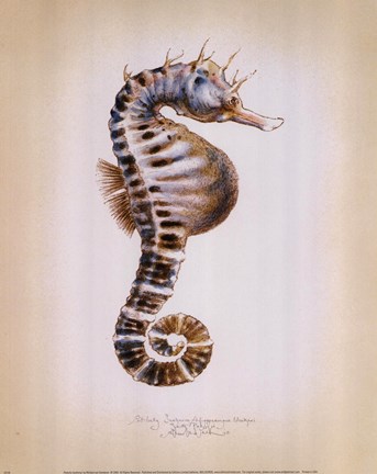 Framed Potbelly Seahorse Print
