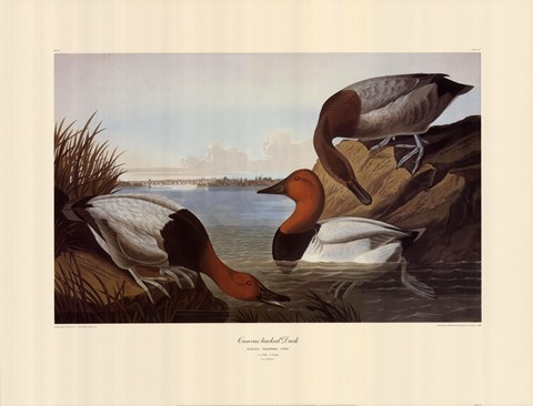 Framed Canvas Backed Duck Print
