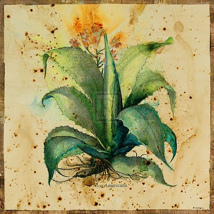 Framed Aloe IV Print