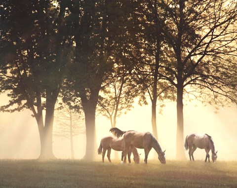 Framed Horses in the Mist Print