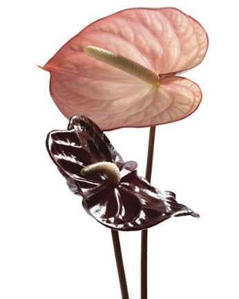 Framed Anthurium Print