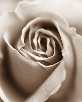 Framed Heart of the Rose Print