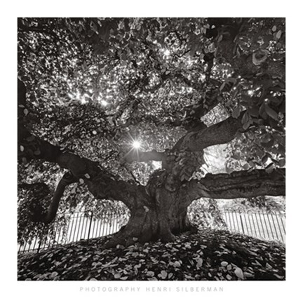 Framed Under Camperdown Elm, Prospect Park Print