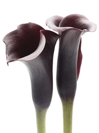 Framed Zantedeschia Print