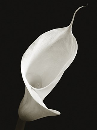 Framed Calla I Print