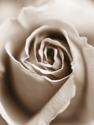 Framed Heart of the Rose Print