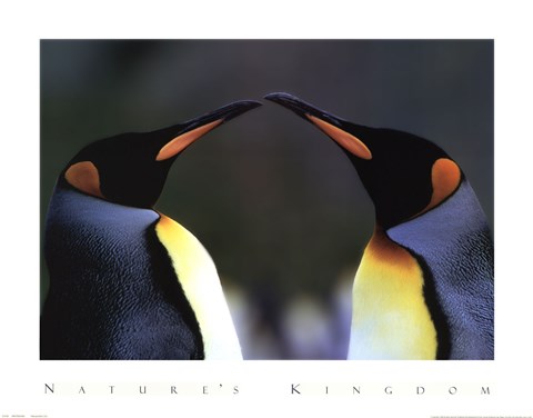 Framed King Penguins Print