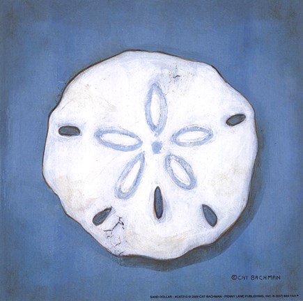 Framed Sand Dollar Print