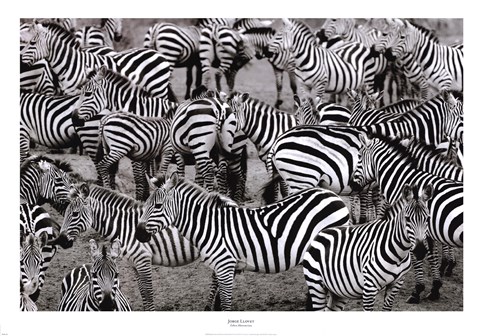Framed Zebras Abstraction Print