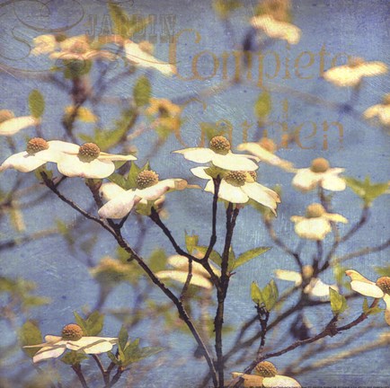 Framed Dogwood I - mini Print