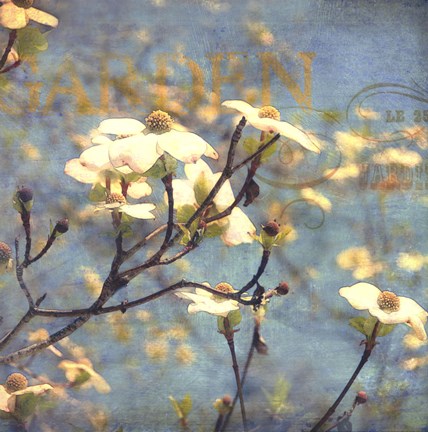 Framed Dogwood II Print