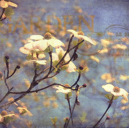Framed Dogwood II - mini Print
