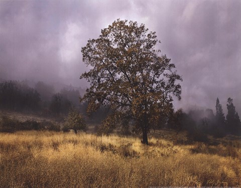 Framed Field of Gold Print