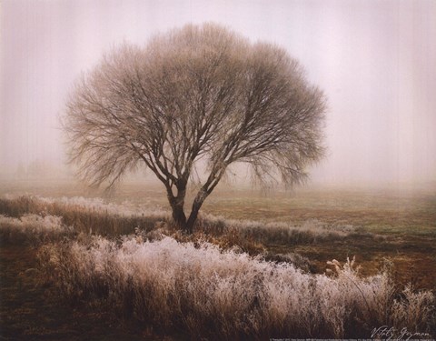 Framed Tranquility I Print